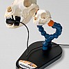 X-Ray P.A.L.™ Dental Radiography Positioning Model