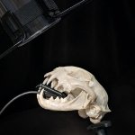 X-Ray PAL® Dental Radiography Positioning Model