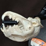X-Ray PAL® Dental Radiography Positioning Model