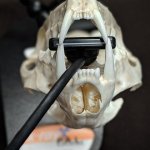 X-Ray PAL® Dental Radiography Positioning Model