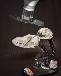 X-Ray PAL