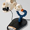 X-Ray PAL® Dental Radiography Positioning Model